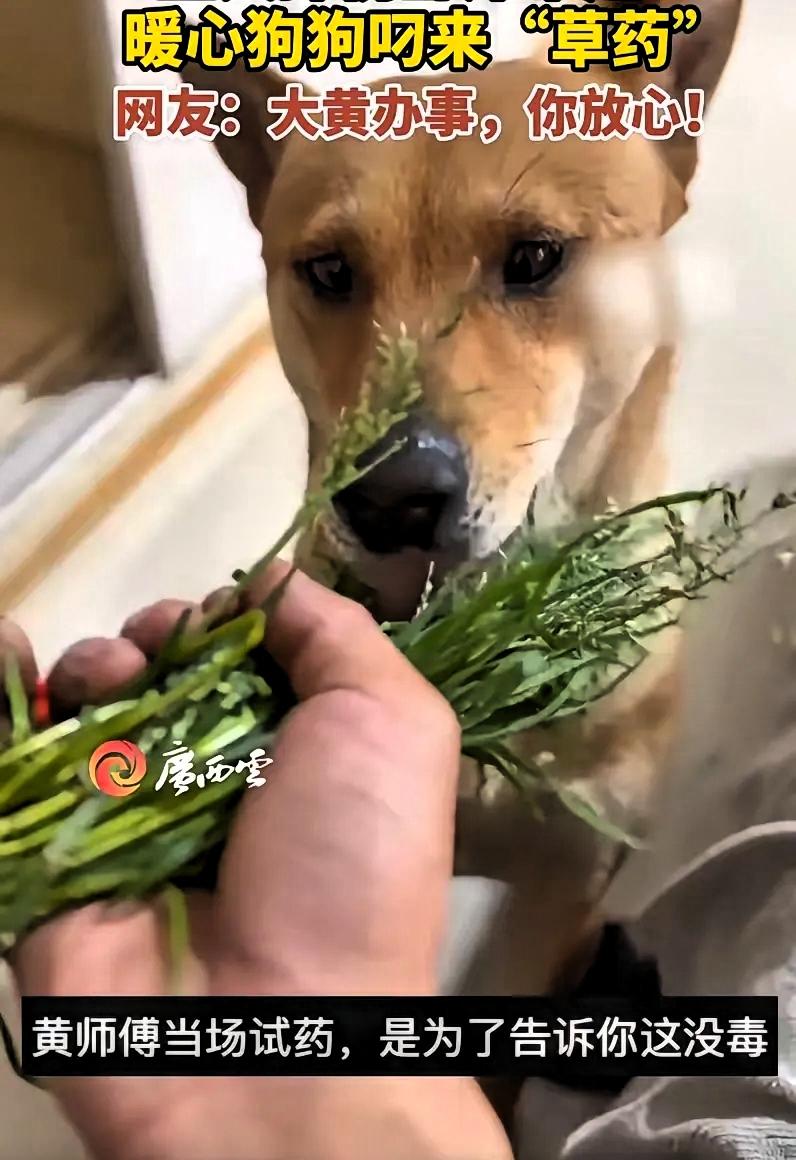 “不愧是老祖宗严选！”浙江，一男子摔伤在家养伤，家里的大黄见主人卧床不起，竟然从