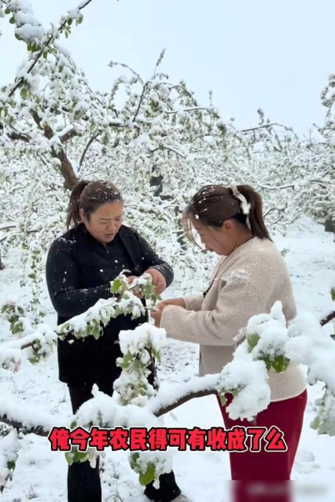 今天陕西旬邑下了大雪，农户们又揪心，他们这里也是苹果大户啊。

旬邑苹果可是国家