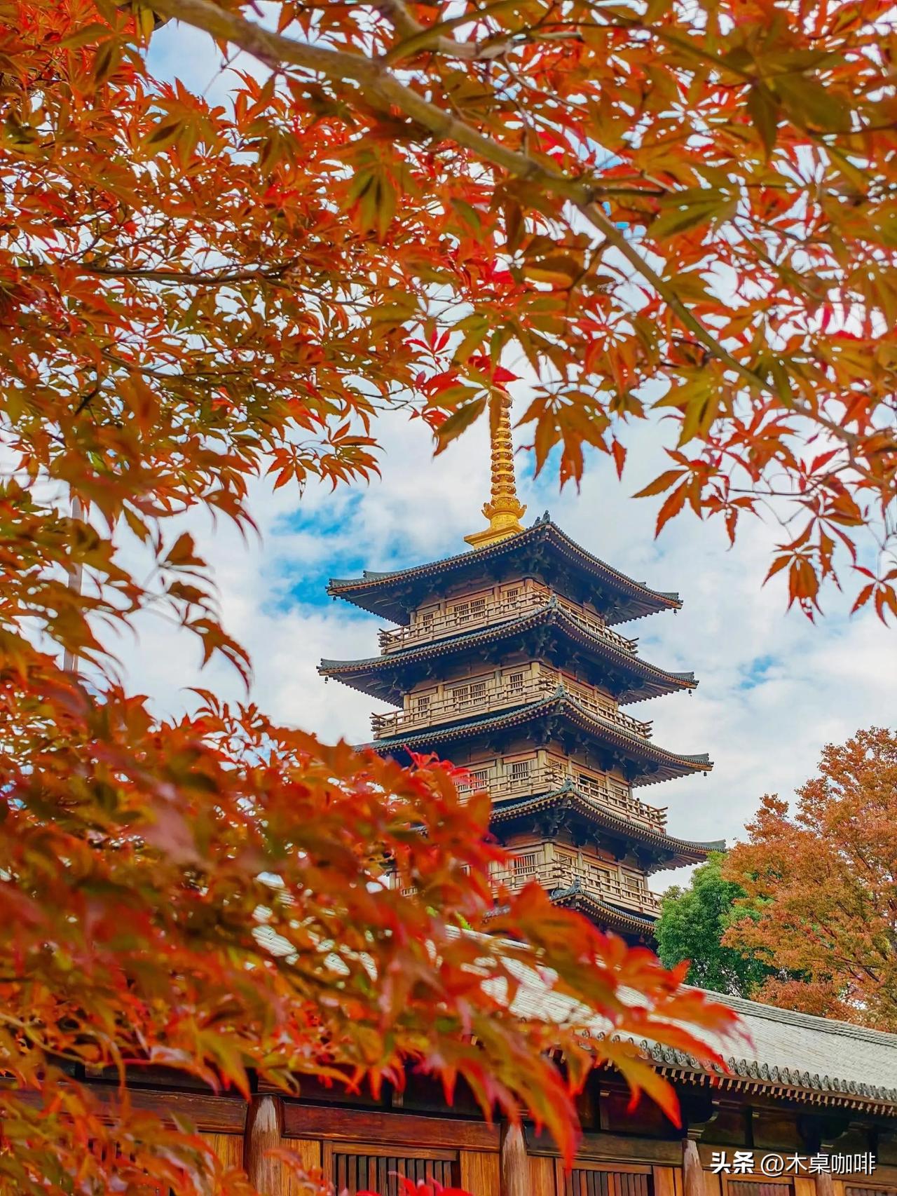 上海的盛秋