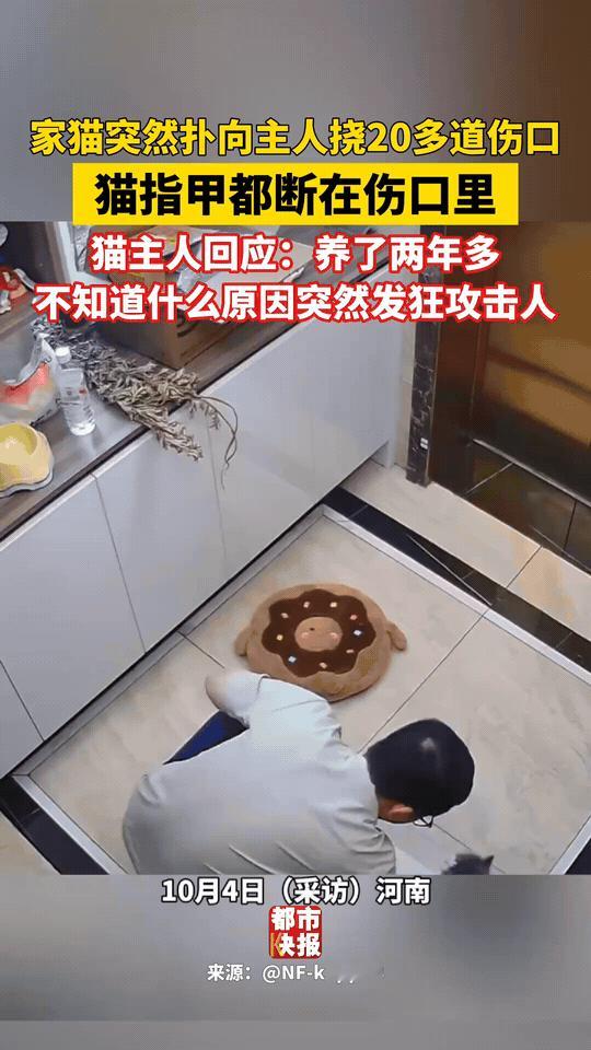 “这下解释不清了！”河南，男子逗家猫玩，不料猫就像是着邪了似的，扑向男主人又抓又