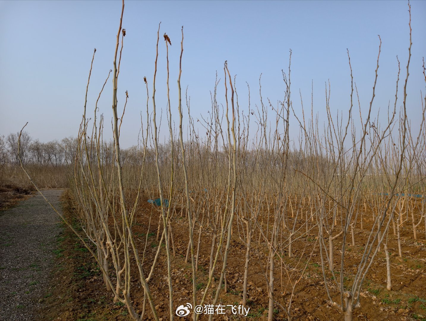 又到一年春忙时今天早上要剪枝条没时间盯盘了