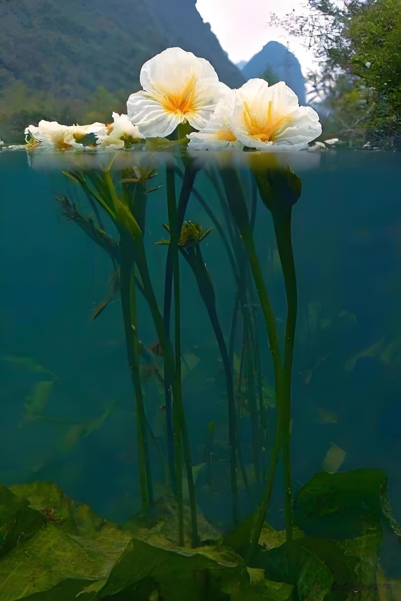 我印象中的云南菜，可烹煮各种花鸟鱼虫。吃花，是认识云南与自然的重要方式。比如，这