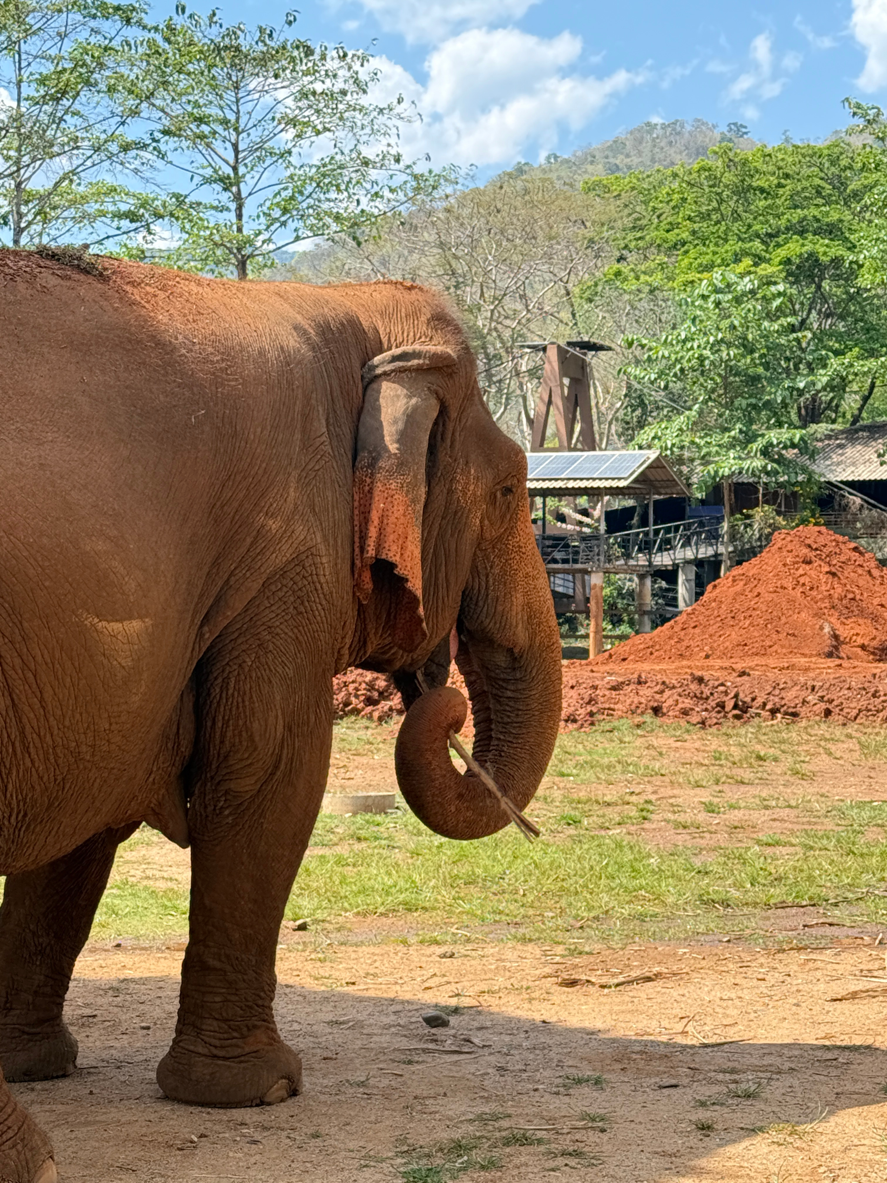 以防你没见过大象脸痒痒旅毛球清迈行