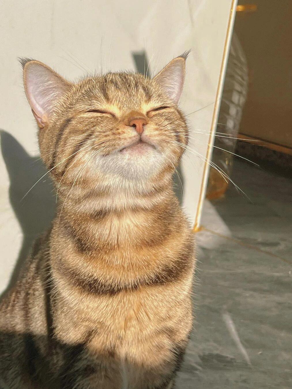 听说可以对发光的小猫许愿！ 