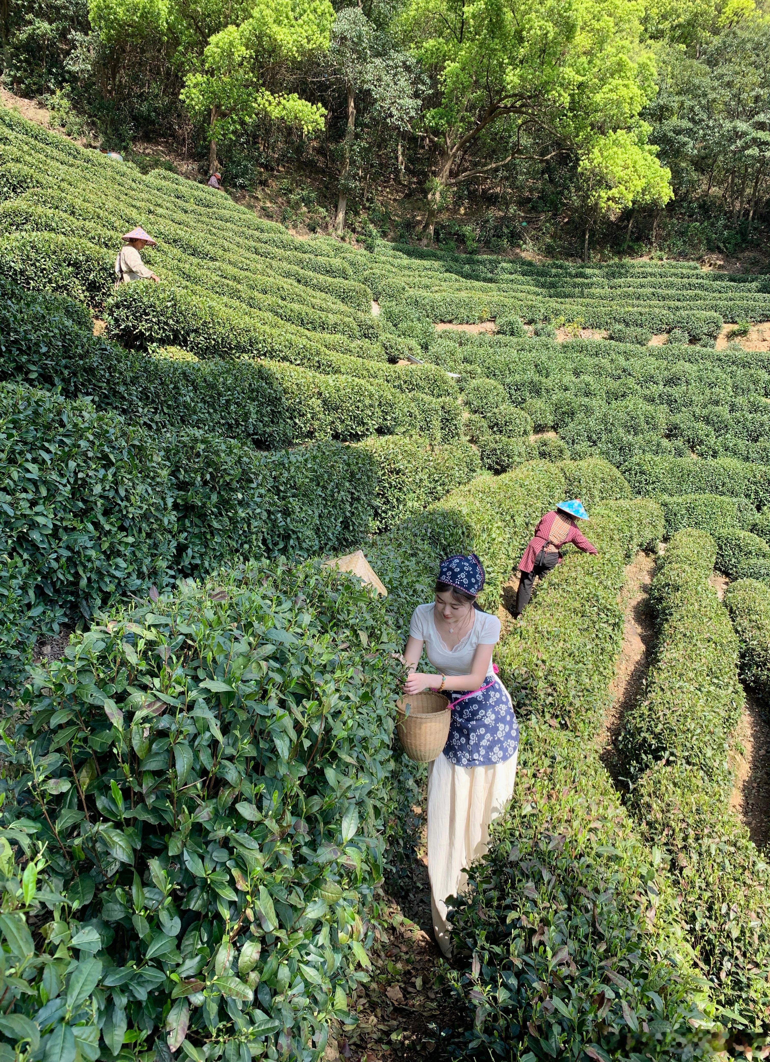 杭州的采茶季🍃 ​​​
