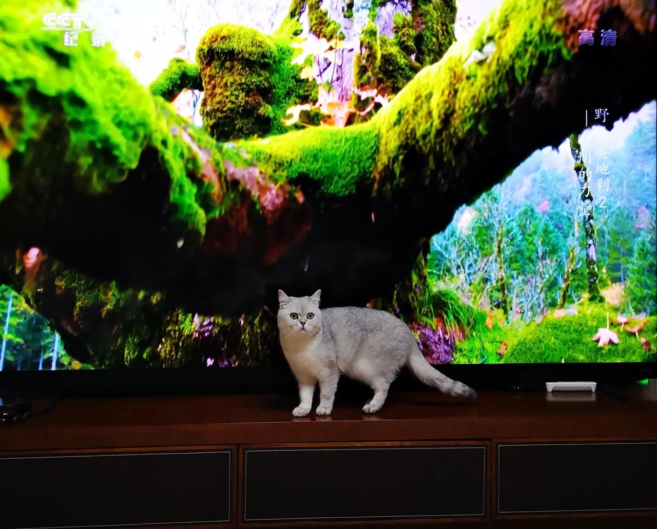 分享一下手机里的猫咪照片爱看电视的猫咪。