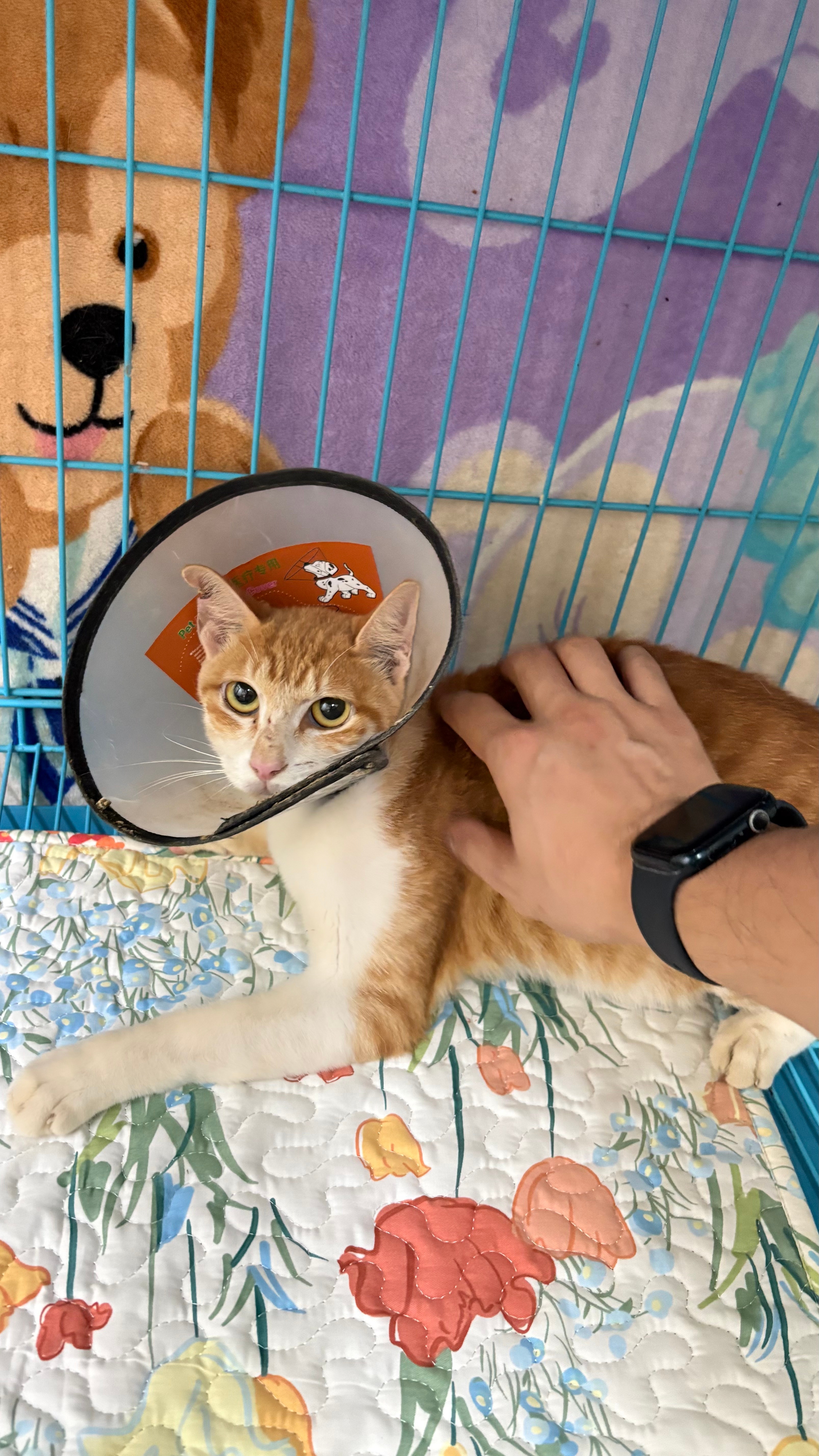 总的来说，流浪猫燕子还是幸运的，你说呢？。。流浪猫深圳领养 深圳