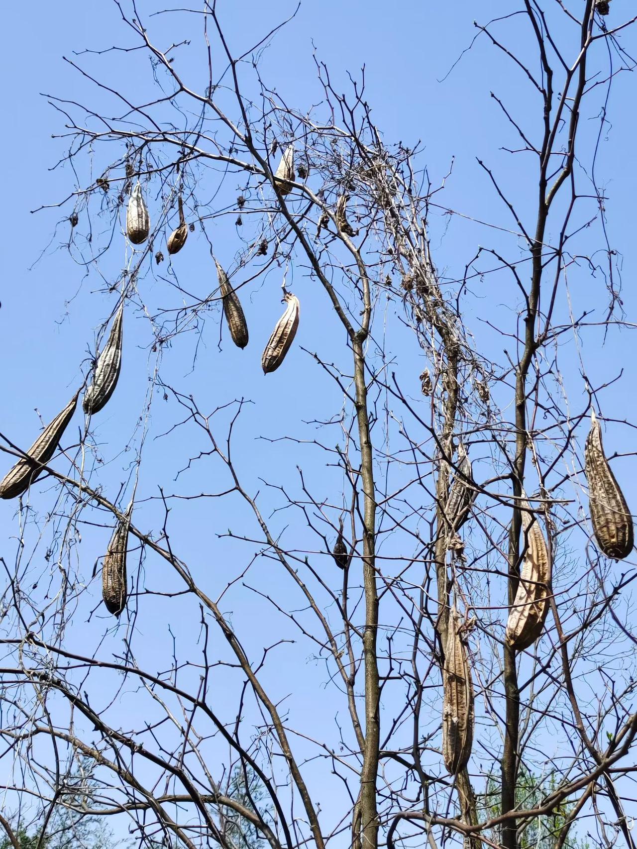 这样的奇观！

这是哪个有才的

这么高的成熟

这是给仰望蓝天多了一抹异彩啊！