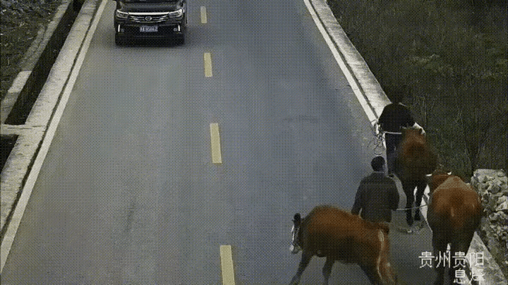 这牛想和汽车较劲，结果搭了一条命，吓得另外两头牛都懵了！