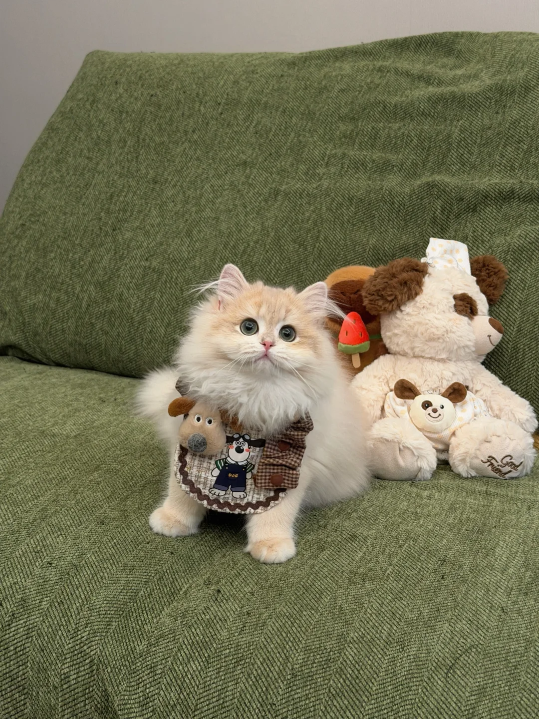 天杀的，谁偷了我的小咪🥹