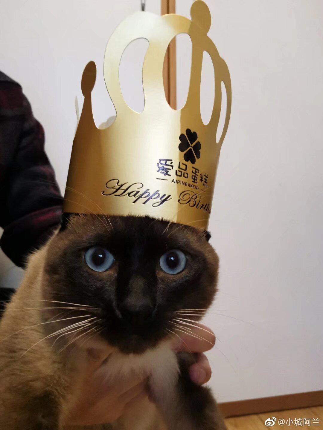 不乖过生日，我们买了个小蛋糕分着吃了。我们吃蛋糕，不乖看着，就这样，挺好。
过生