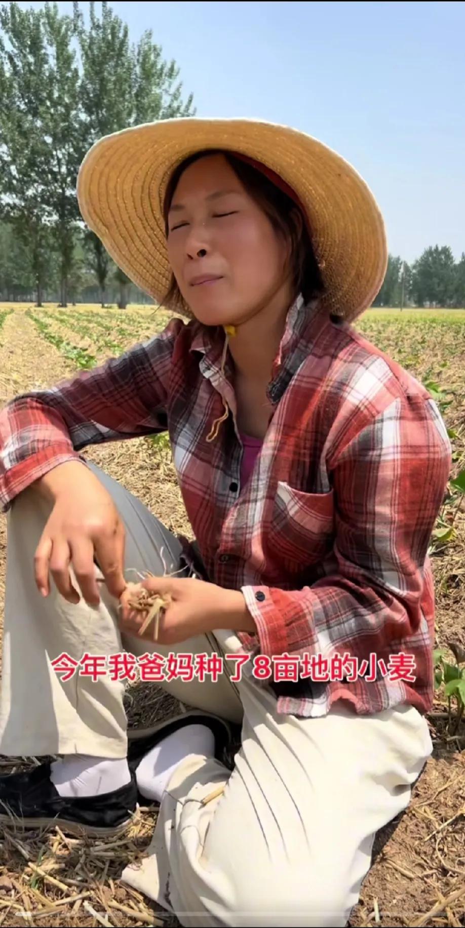 8亩地的小麦8个月挣了2800元？农民种地真的不挣钱，河南、安徽、山东的老乡最有