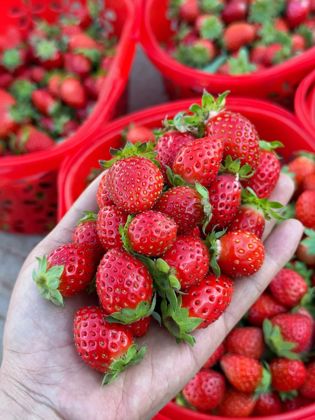 纯甜的香野草莓发货倒计时了，错过就没有了！