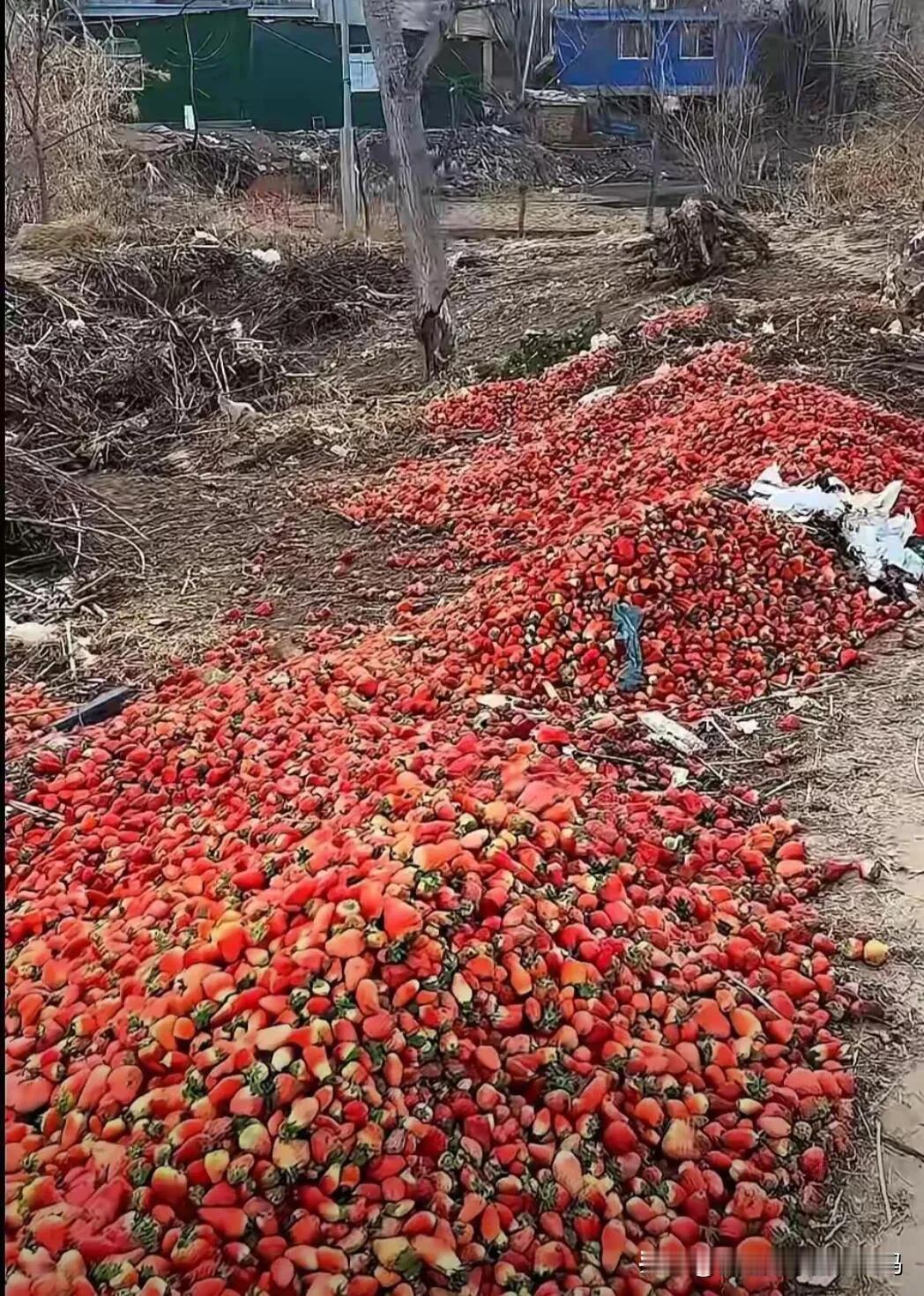 种植草莓的两块没人要 ，市场却卖3o/斤

草莓应该改名叫倒霉，今年的草莓到底是