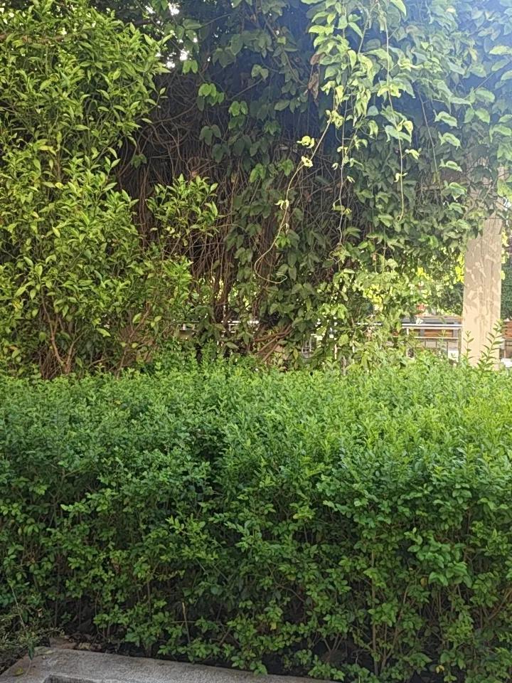 去昆明游玩，小区公园也别有一番风味。像翠湖公园，不愧是“城中碧玉”，免费开放却有