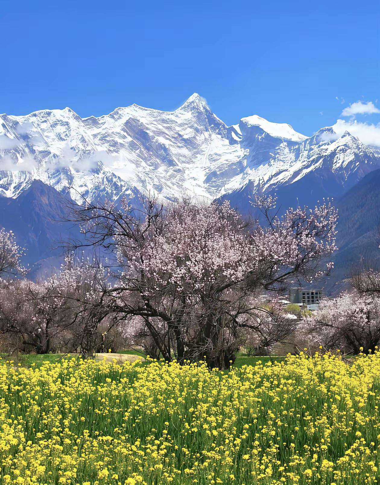 雪豹的生存智慧
 
生于雪山之巅，不与群芳争艳，不与百兽逐利。

独守苍茫，静对