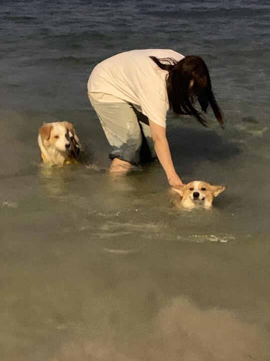 小狗狗在海边也太快乐了！！