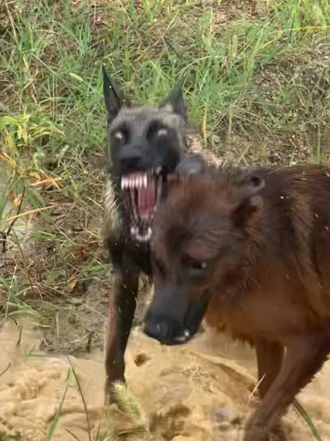 从面部表情判断是烈性犬无疑
