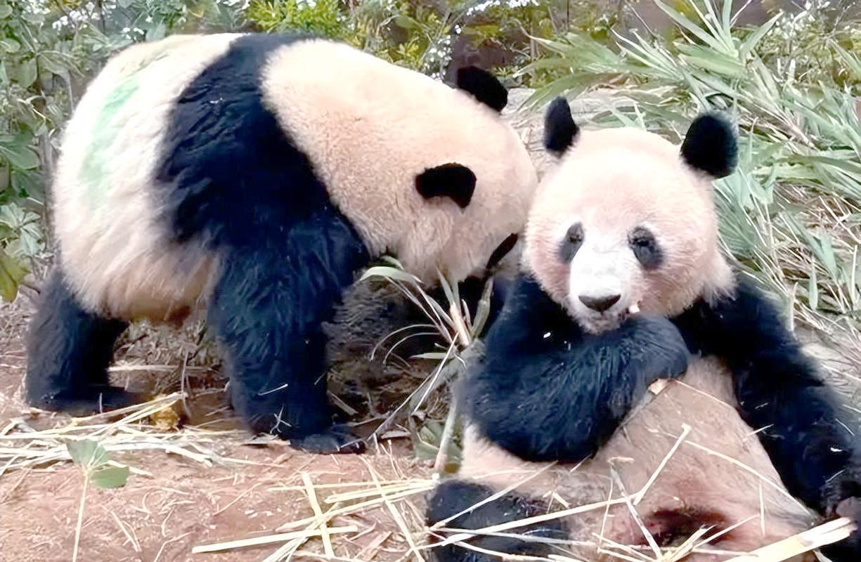 日本没有了大熊猫就如同以色列没有了耶路撒冷，那叫一个凄凉悲惨！大熊猫是上天赠予中