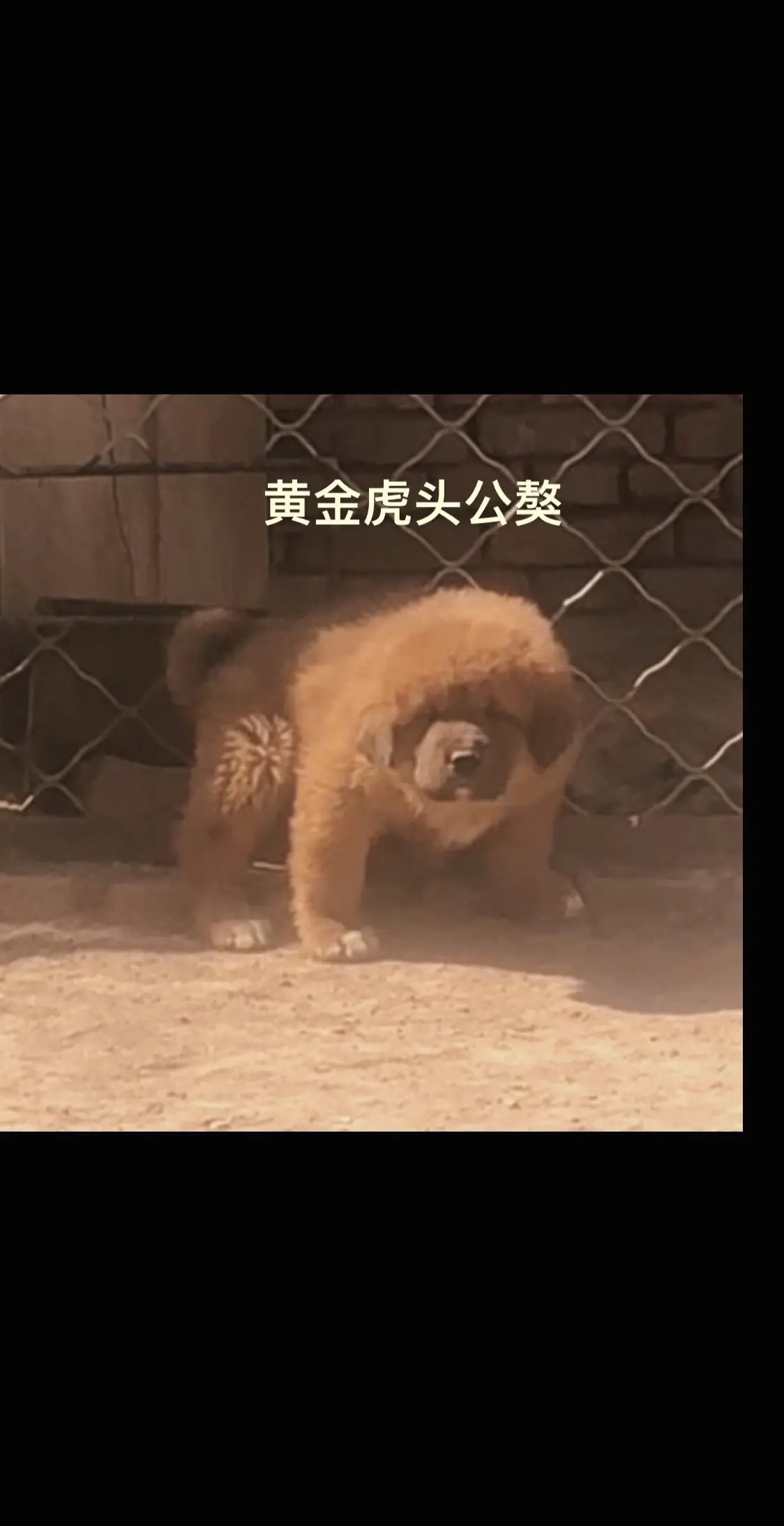 硬货来了 黄金虎头公！