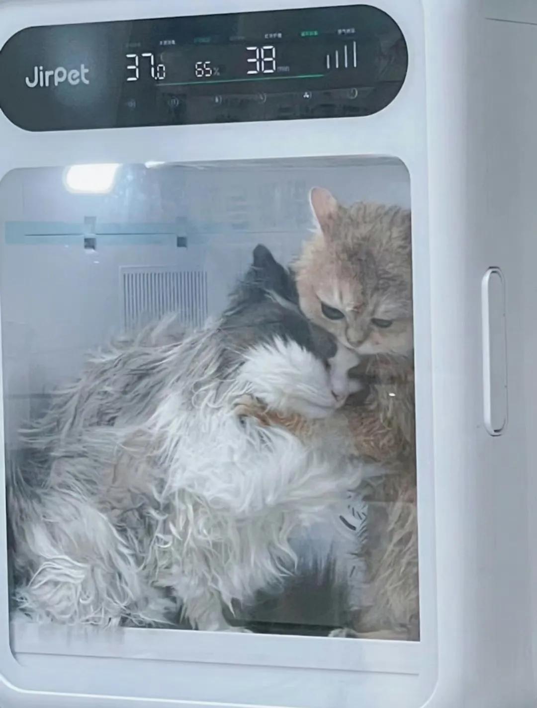 温馨的猫猫抱抱
（小猫都有猫抱，再看看你[机智]）