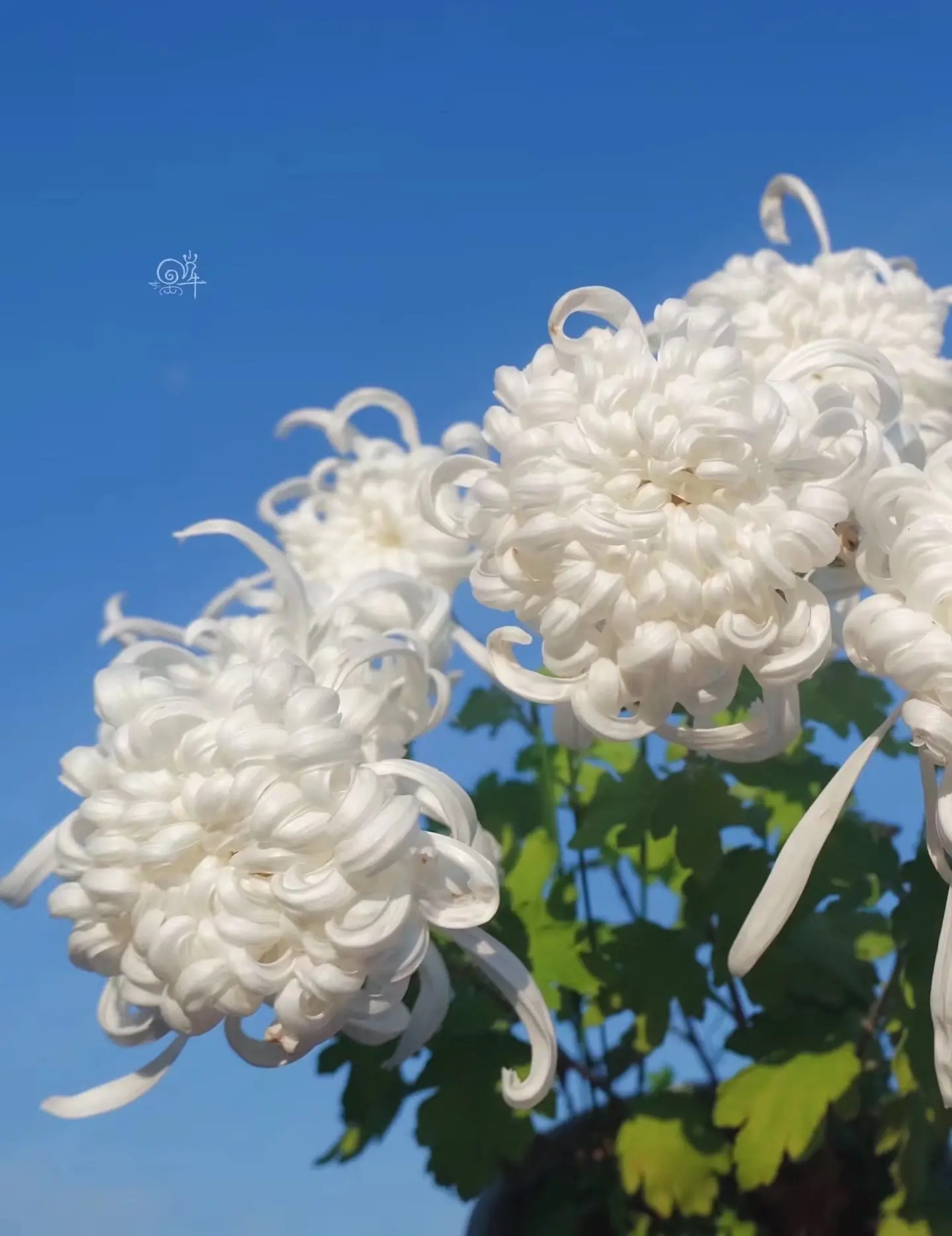 多了一个爱秋天的理由~喜欢秋天，因为会有满山的红叶、香甜的柿子板栗，要...