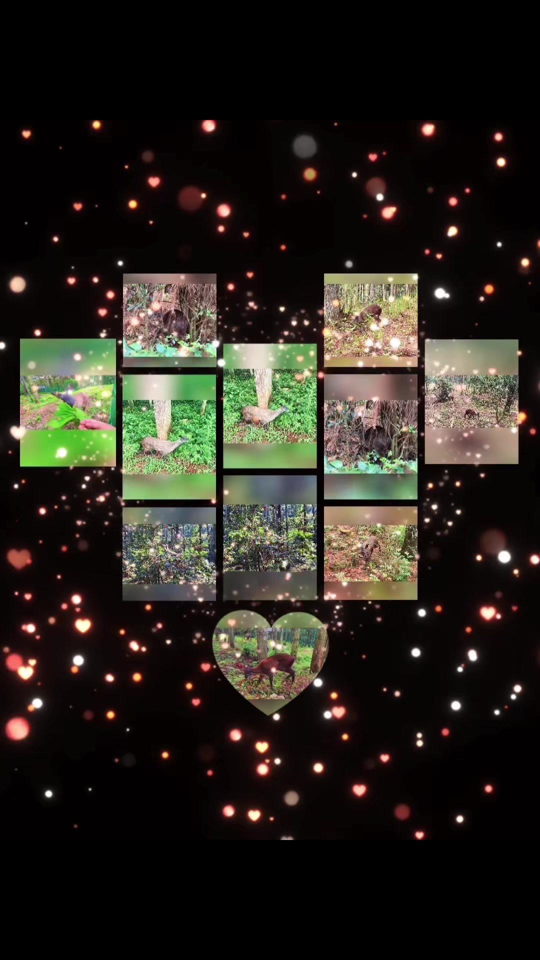 养林麝的老乡注意，母麝产后不调理，恶露排不干净，子宫容易发炎，后期奶水差，幼崽成