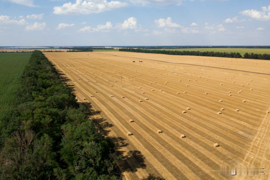 小麦供不应求，俄罗斯农业部已经决定，把小麦的出口关税从3859.7卢布提高到41