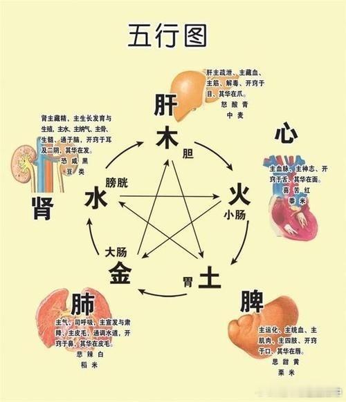 阴阳五行，脏腑，藏像，是中医对生命认知的独特视角，脏腑对应，共生共求，比如 :通