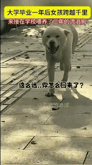 泪目了！一女孩大学毕业一年后，跨越千里来学校接喂养了三年的流浪狗，女孩：小白，我