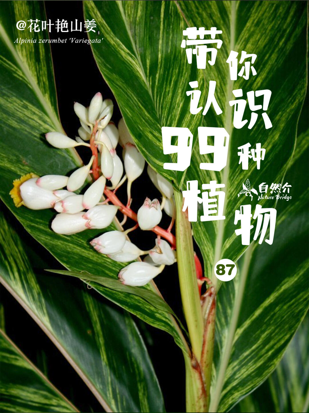带你认识99种植物