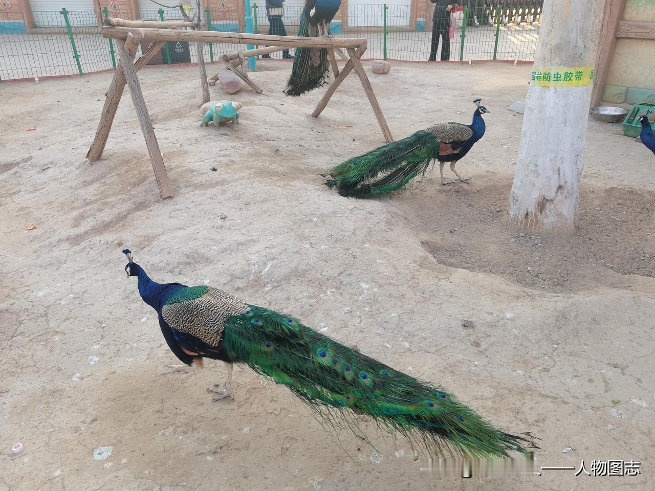 天南地北大拜年