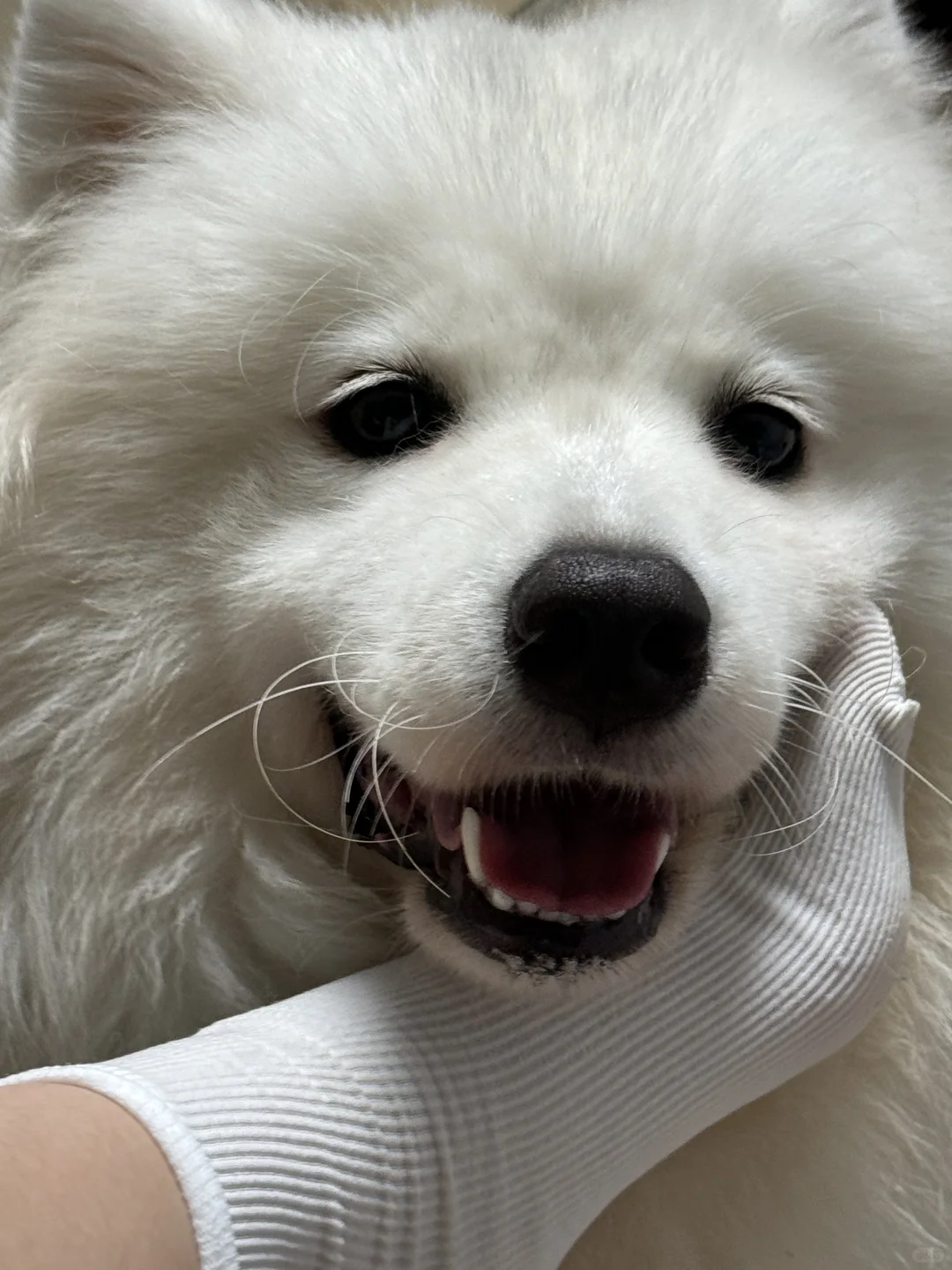 给小狗闻闻🧦