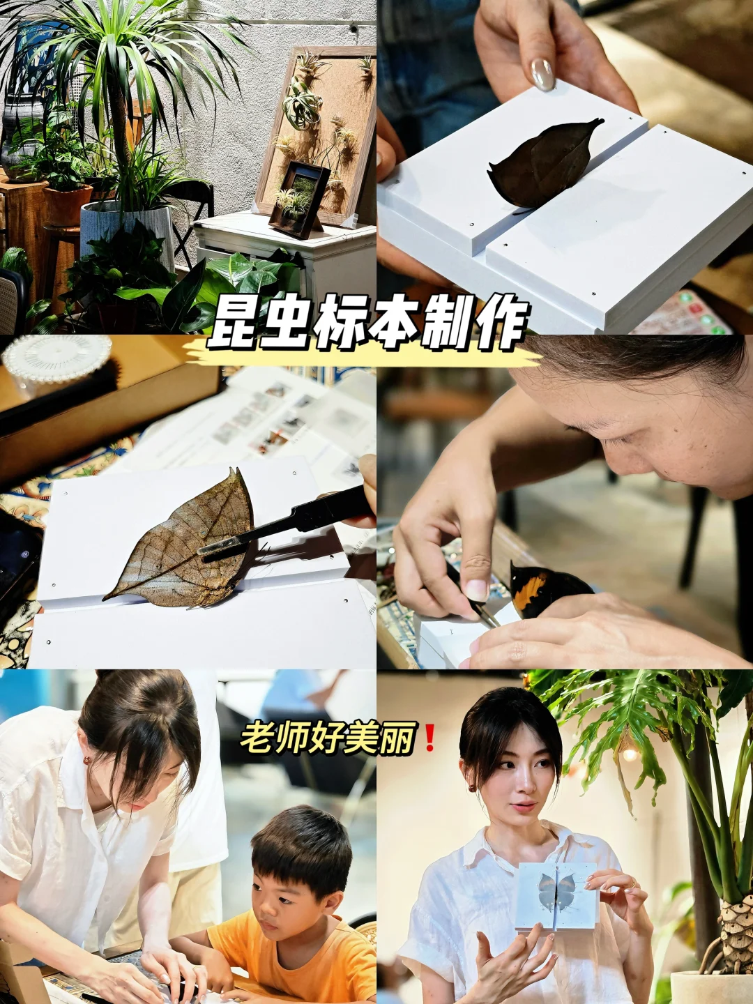 西双版纳自然教育课堂❗️遛娃太太太适合…