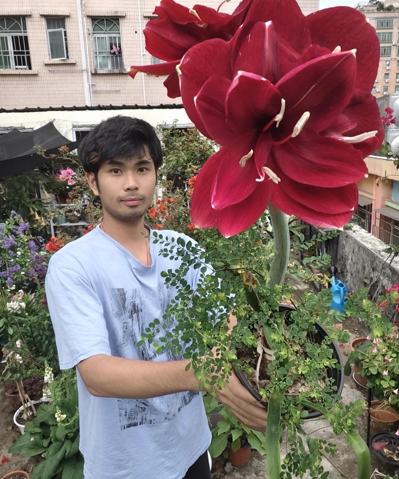 朱顶红红酒～