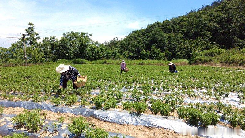 房县 尹吉甫镇沈家湾村：抢抓农时管护忙 甜叶菊孕育“甜”日子十堰爆料 房县新闻网