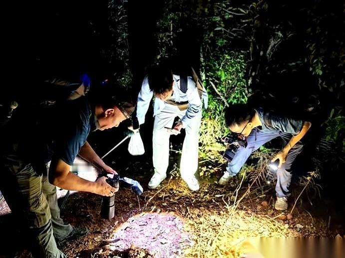 一种蛇，被天敌堵在墙角，死路一条。
它不跑，也不反抗。
它只是慢慢地，把自己的尾