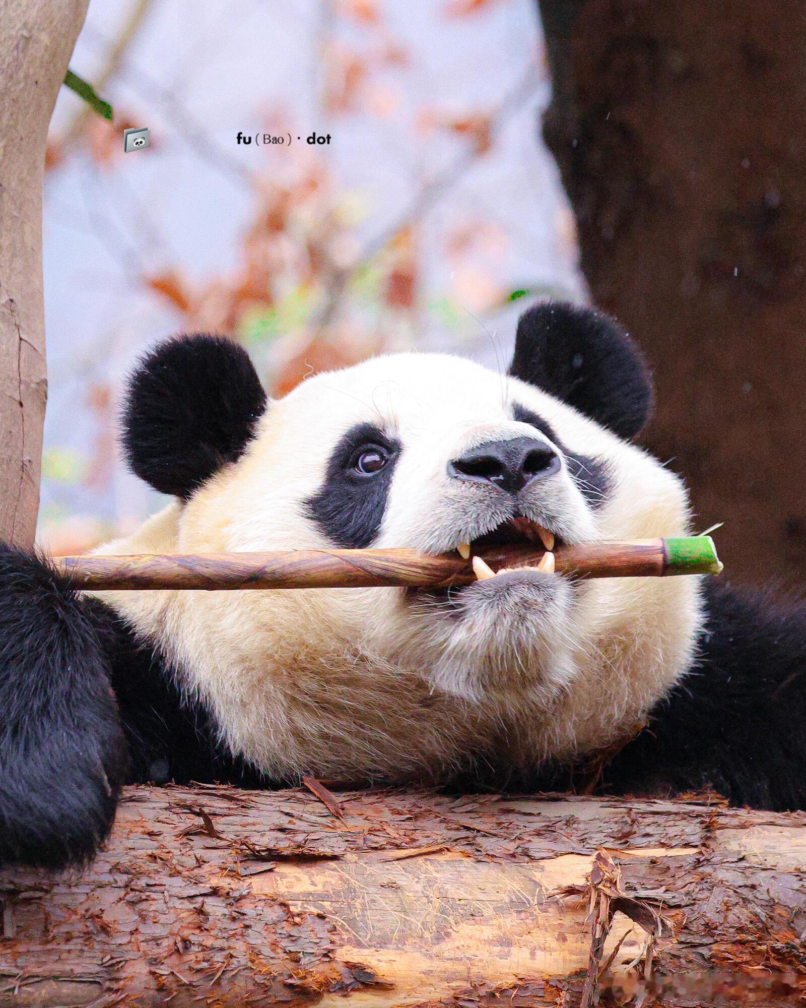 福宝用笋笋在练习口齿笑吗 