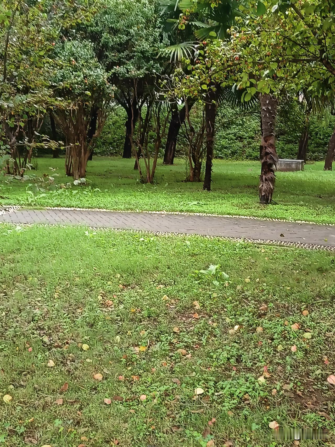 白河之湄   览物之情
（二十一）、雨复来，风又起，木叶黄，落叶铺诗行。

昨夜