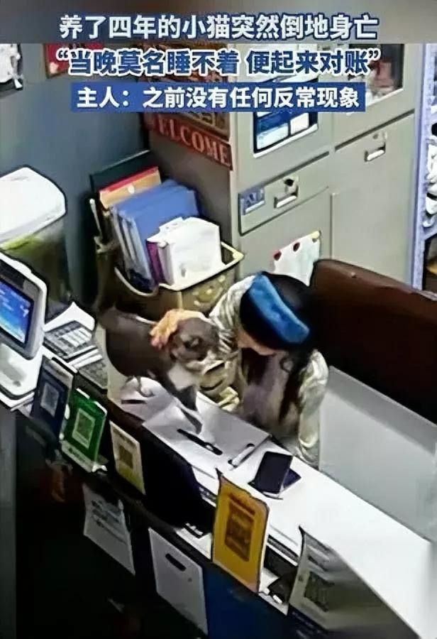 泪崩！猫咪临终前做了这件事

它挣扎着挪到我脚边...

家里那只总把花瓶碰倒的