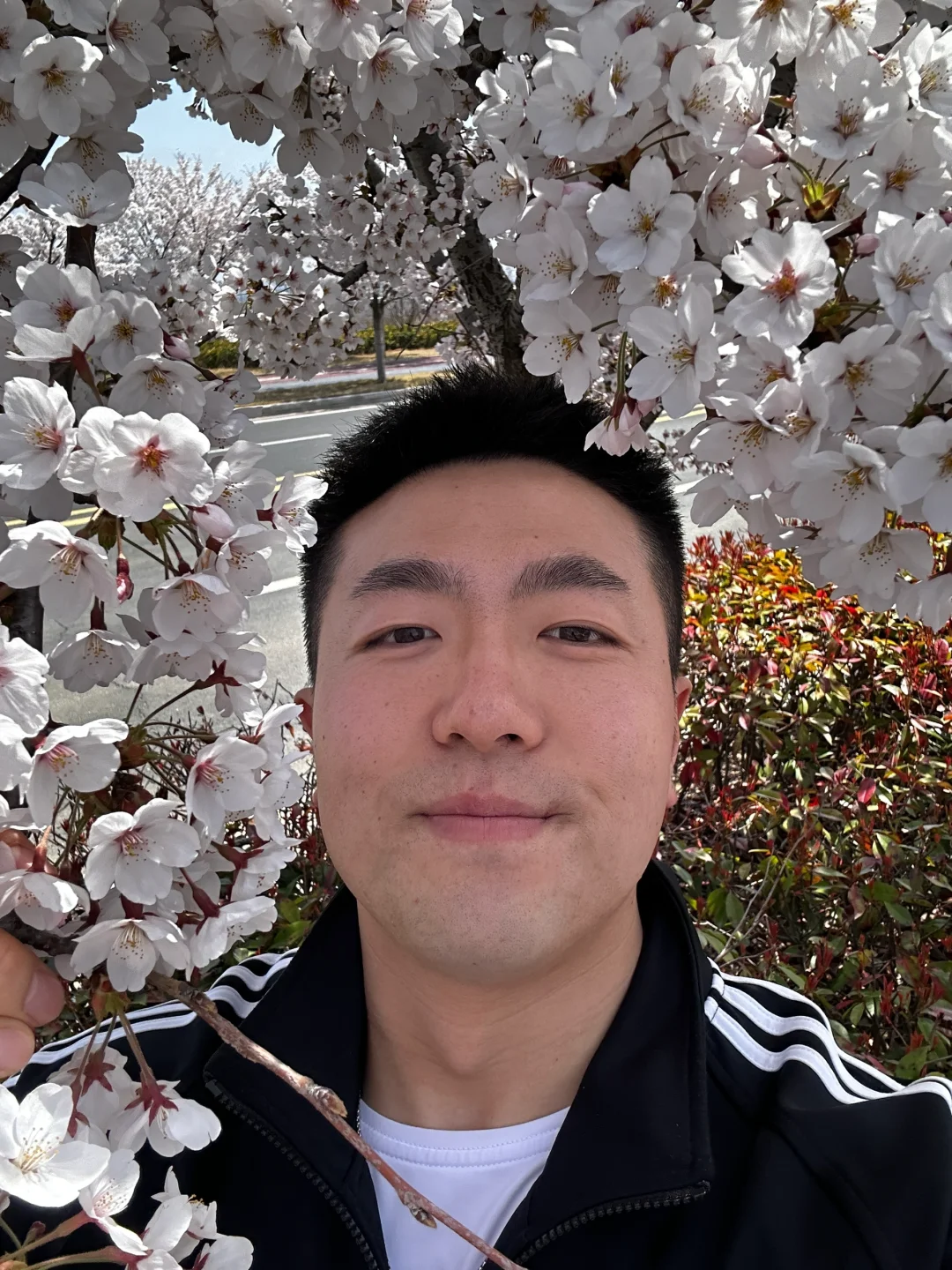 送你一朵小樱花，愿你花开人常在