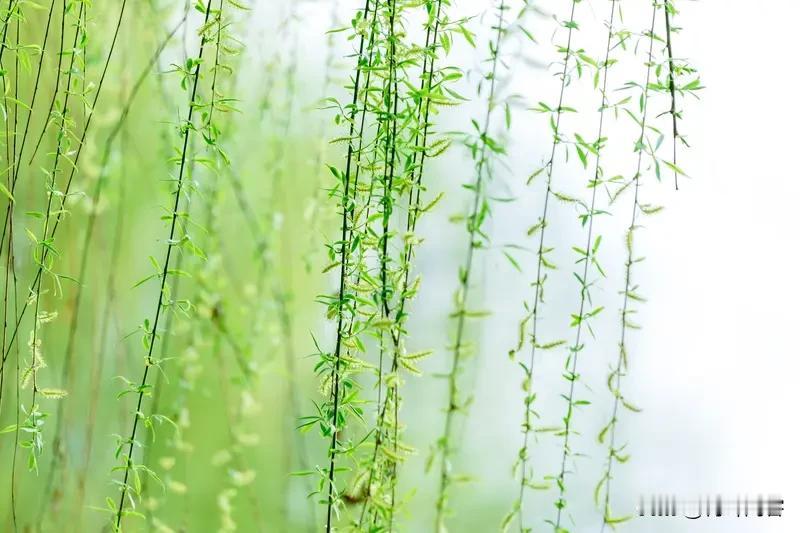 五律·春
东风送暖微，百卉吐芬菲。
岸柳垂丝碧，溪桃吐艳肥。
莺啼丛叶密，蝶逐细