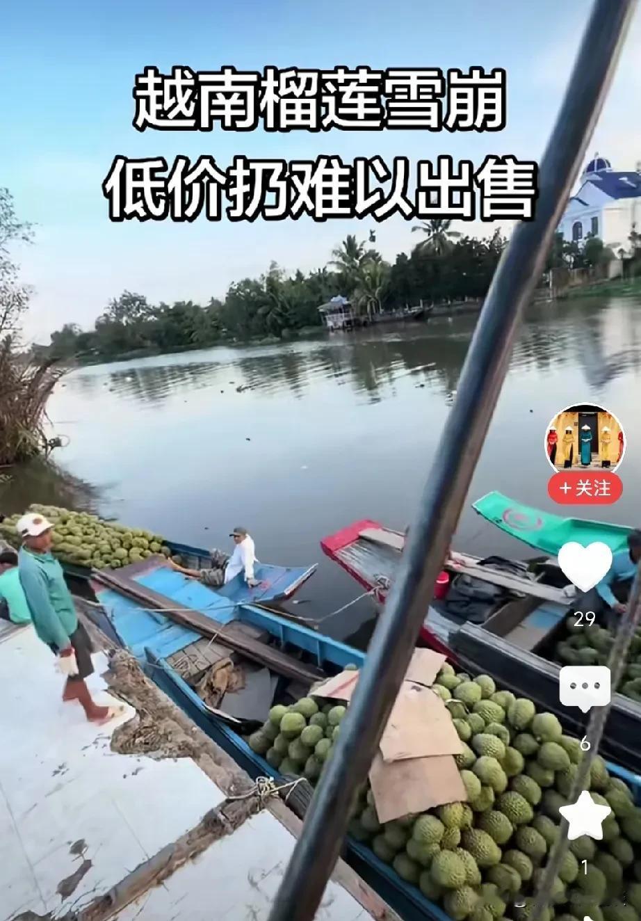 越南榴莲雪崩，如同我们国内的西瓜一样，卖不出去。看到越南农民船上的榴莲堆积如山，