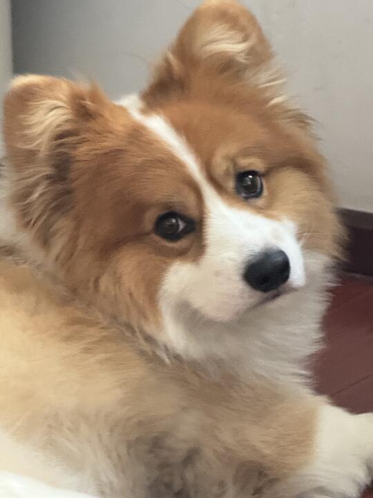 黄吐司 十元一份