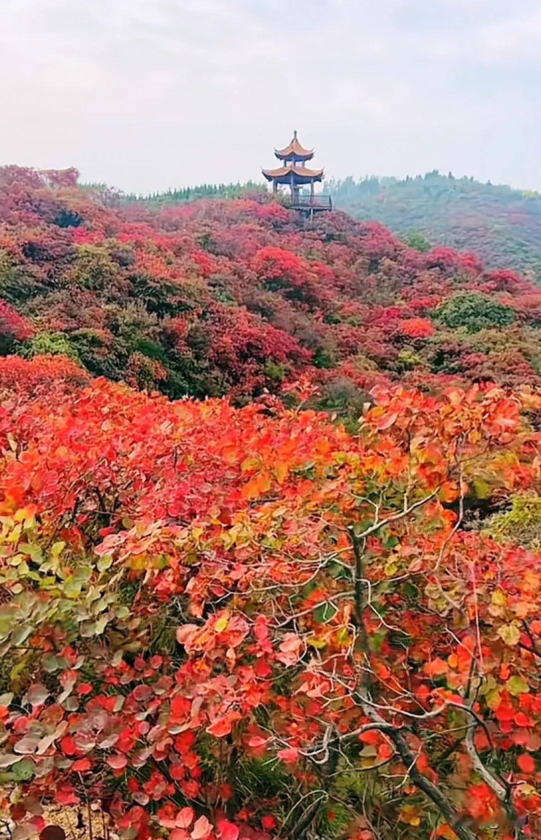 今天在一个红绿灯路口，行人绿灯都走到了斑马线中间啦，一辆白色的汽车横冲直撞就过来