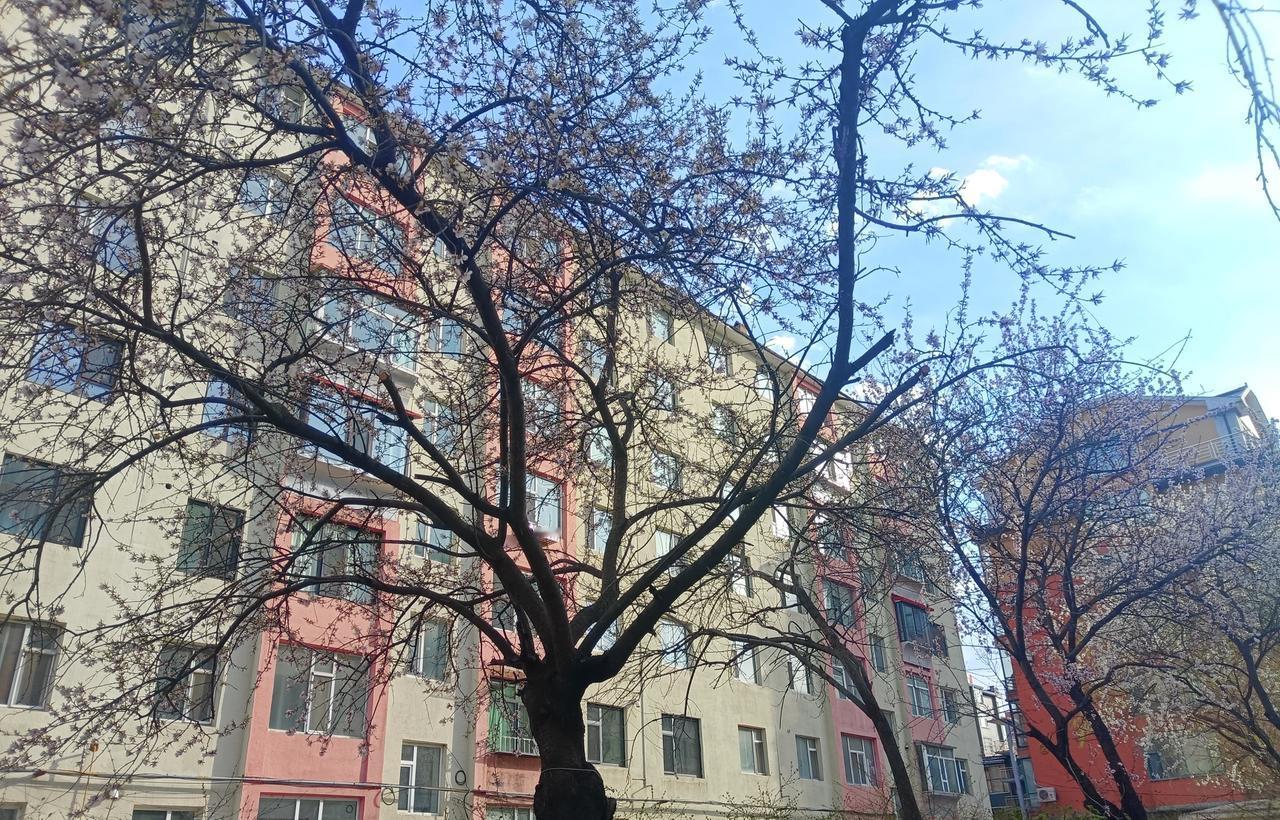 踏青赏花随手拍