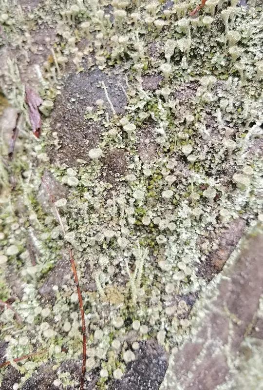 杭州雨后惊现地衣，最贵能卖到349元/斤，这价格属实有点让人咋舌！地衣啊，其实就