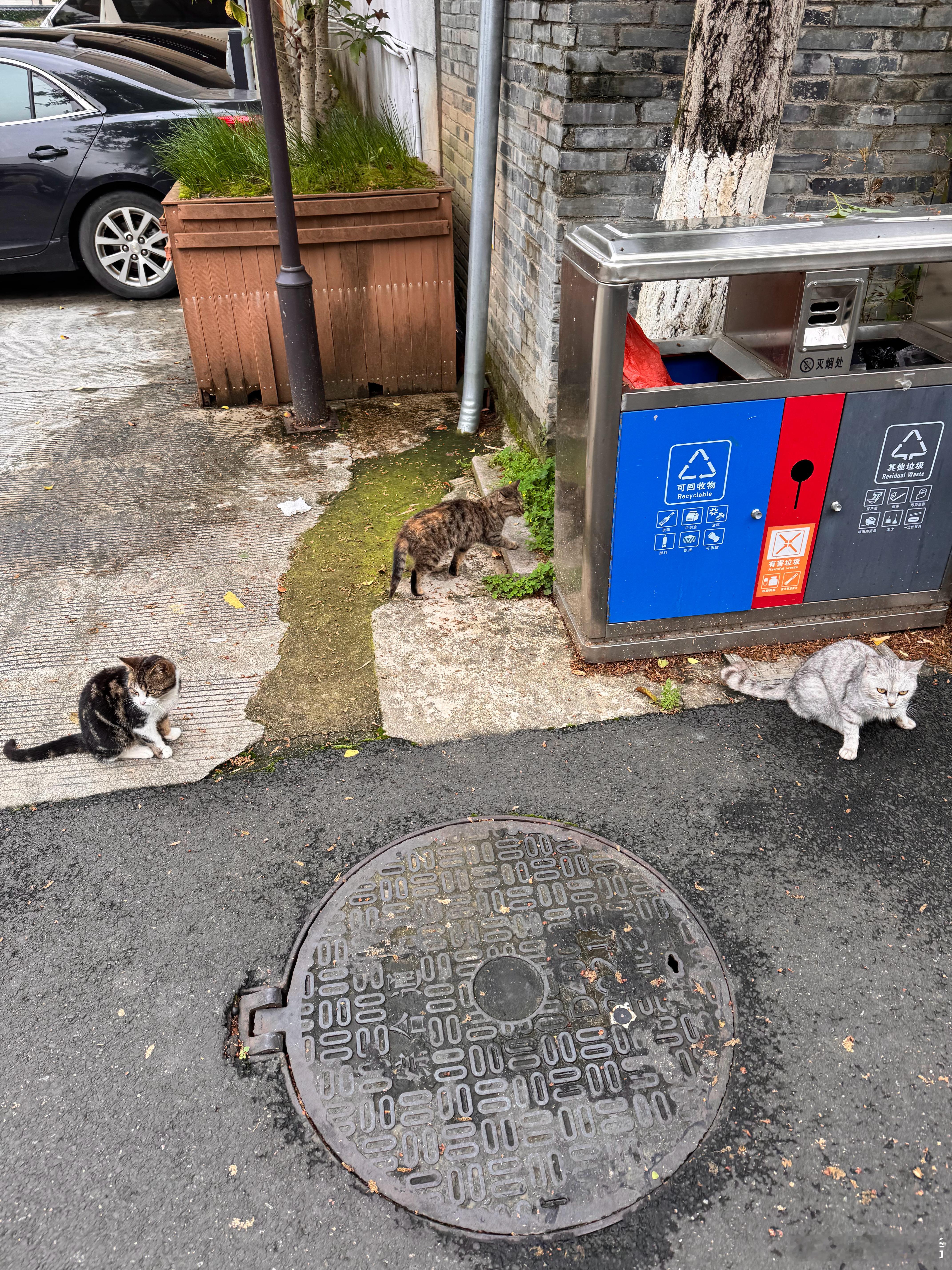 三🐱鼎立 单位里什么时候有这么多小咪了猫猫