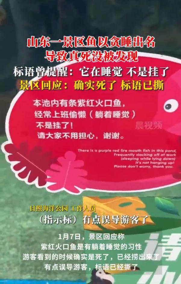 景区回应贪睡出名的鱼真死了  想起一句话：睡眠是死亡暂时收取的利息，死亡是全部债