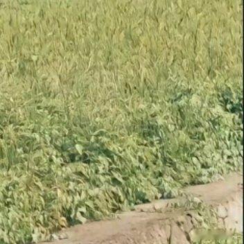 1100人生的路经历过，才知道有短有长；岁月，在无憾中微笑，才美丽；回过头，想着